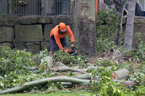 Professional Tree Service in Tybee Island, GA